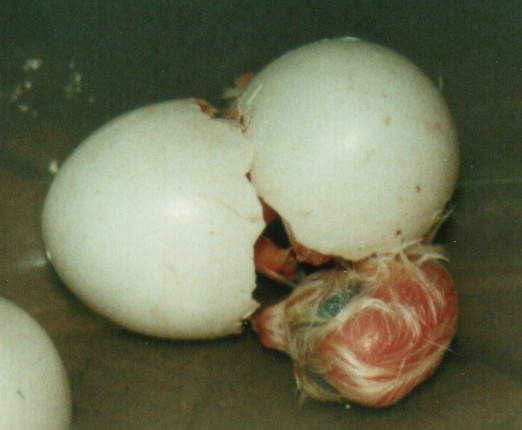 Little Owl hatching 3