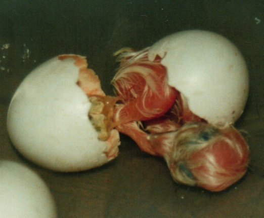 Little Owl hatching 4