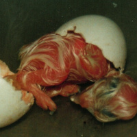 Hatching of a Little Owl