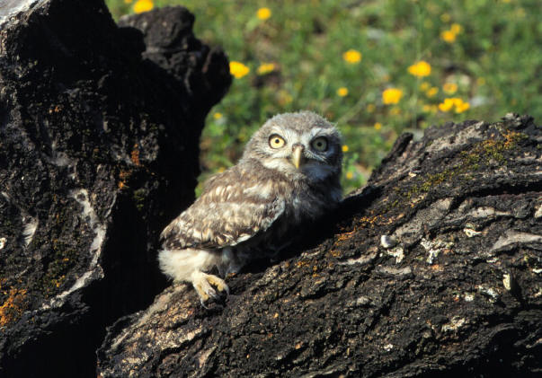 Little Owl hatching 5