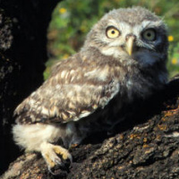 Distribution of the Little Owl <i>Athene noctua</i> in Italy