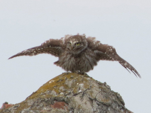 Little Owl