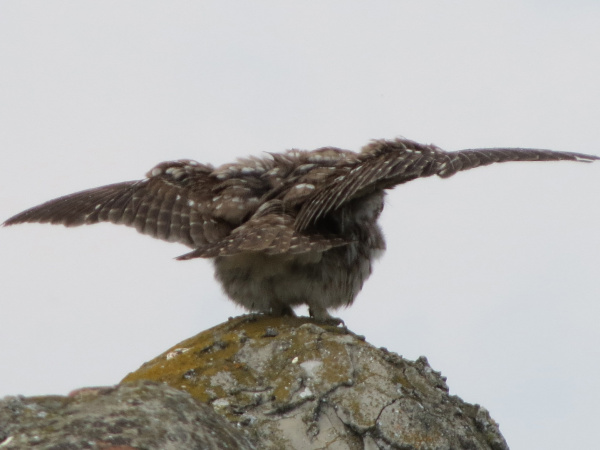 Little Owl