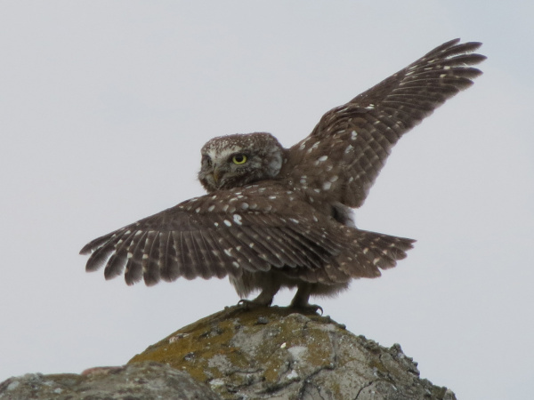 Little Owl