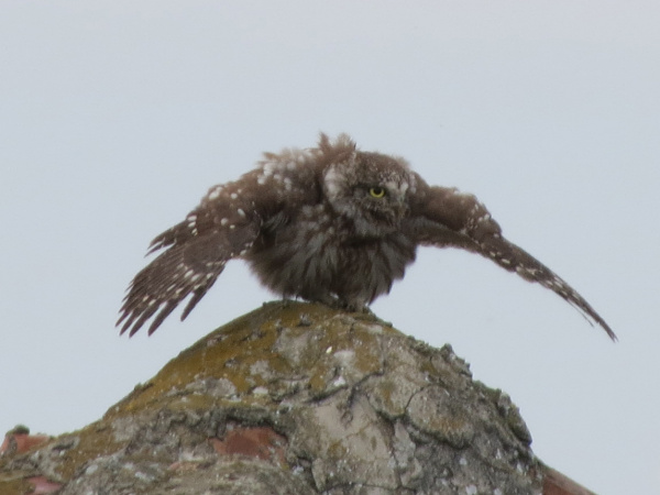 Little Owl