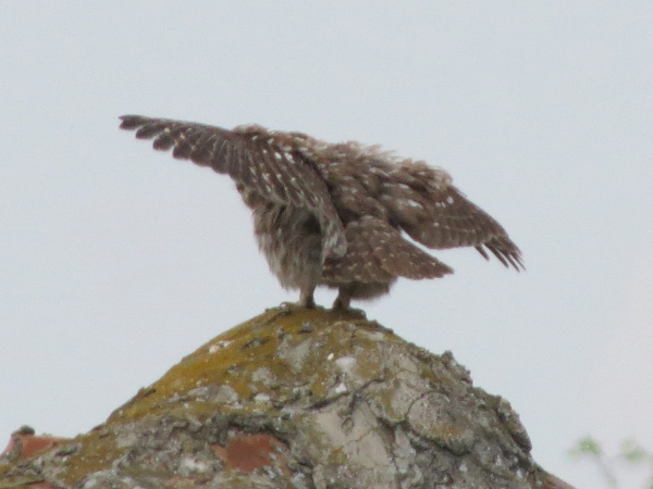 Little Owl