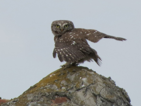 Little Owl