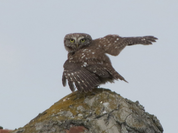 Little Owl