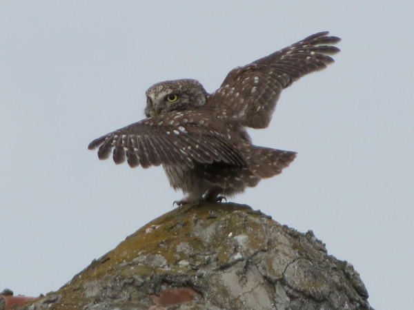 Little Owl