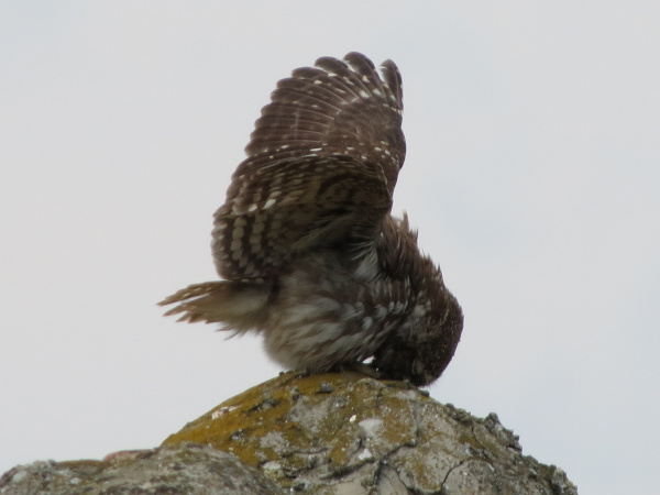 Little Owl