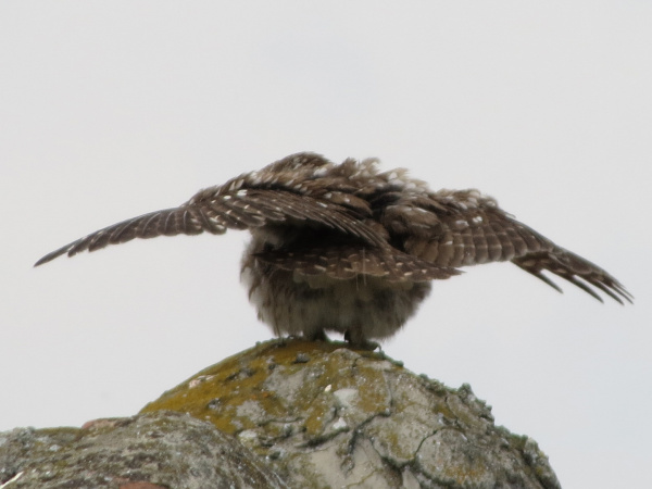 Little Owl