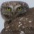 Little Owl in Rain Shower