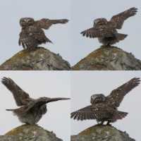 Little Owl in Rain Shower