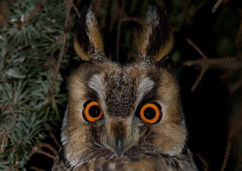 Long-eared Owl