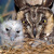 Owl Breeding & Reproduction