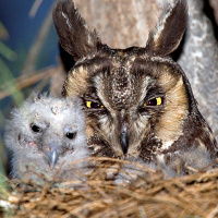 Owl Breeding & Reproduction