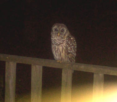 Barred Owl