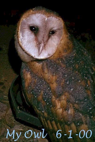 Barn Owl