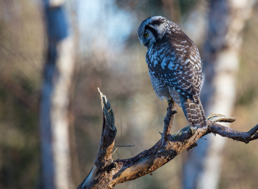 Northern Hawk Owl