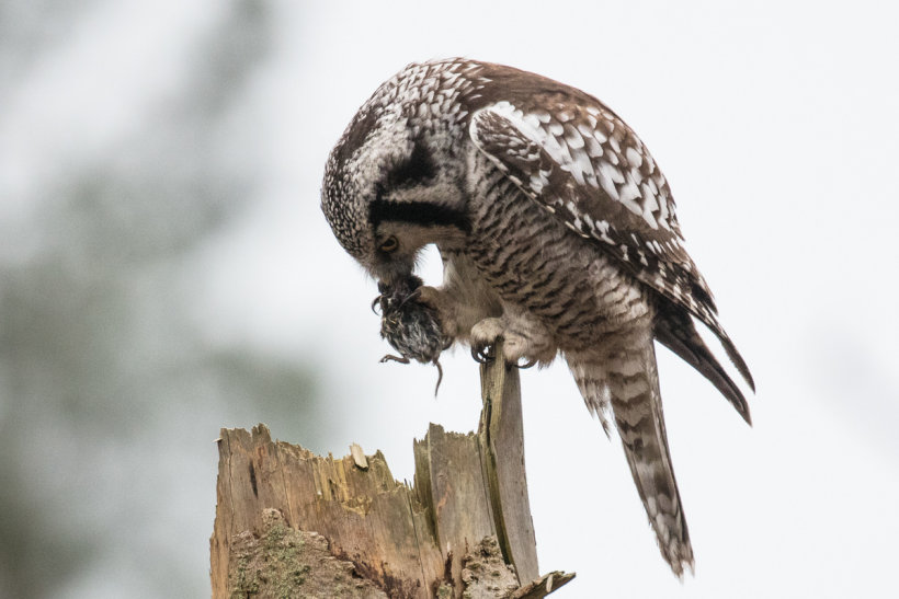 Northern Hawk Owl