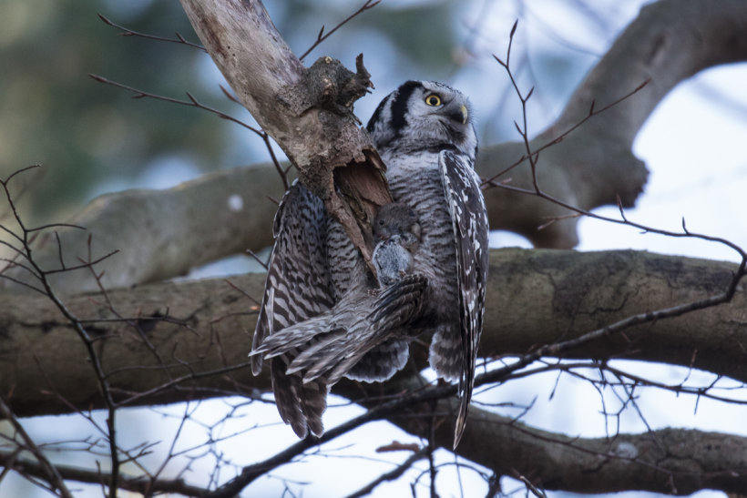 Northern Hawk Owl