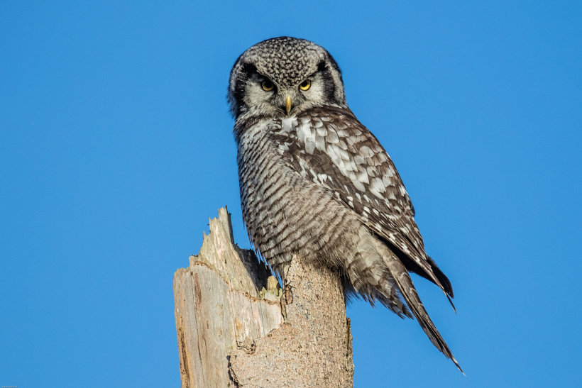 Northern Hawk Owl