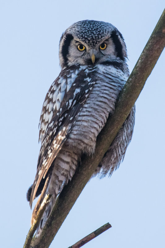 Northern Hawk Owl