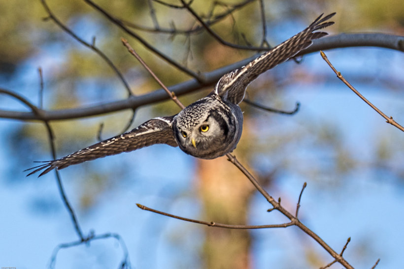 Northern Hawk Owl