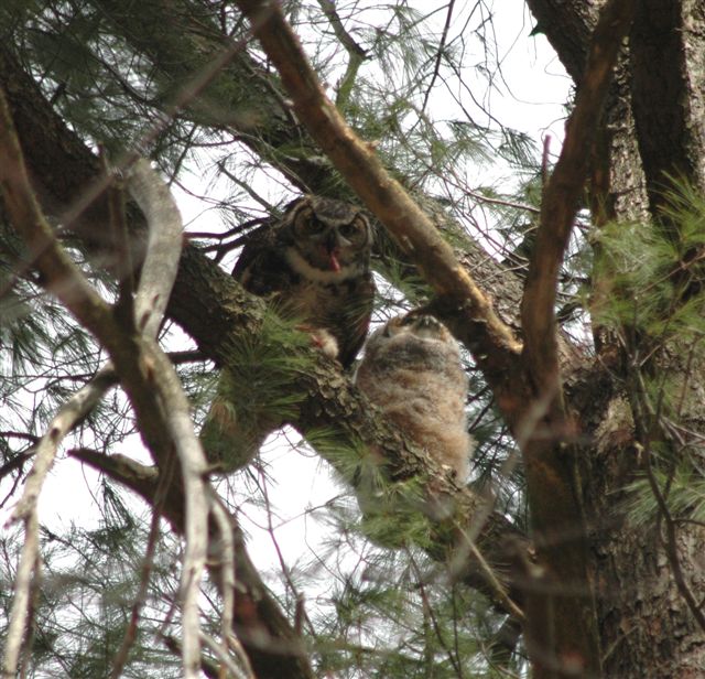 Great Horned Owls