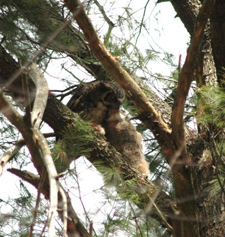 Great Horned Owls