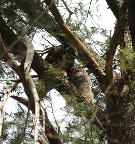 Great Horned Owls