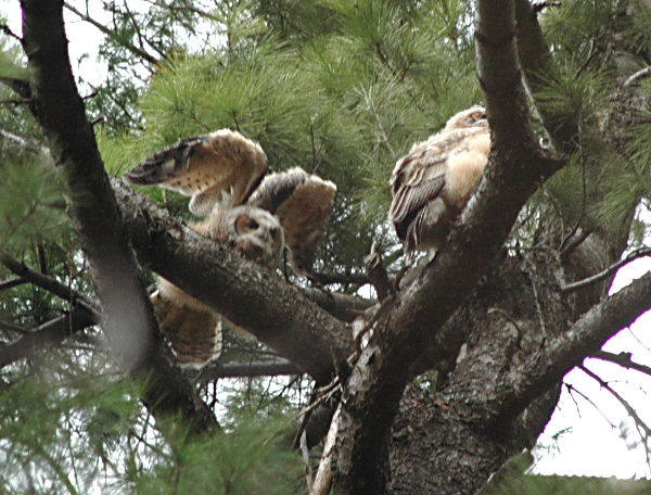 Great Horned Owls