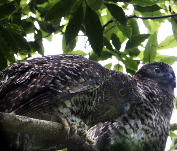 Powerful Owls