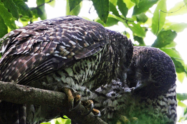 Powerful Owls