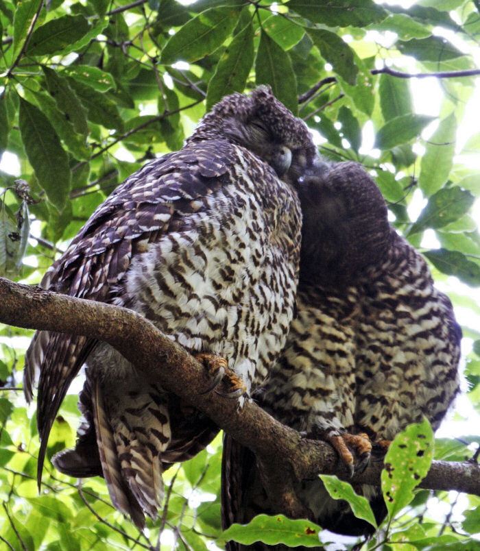 Powerful Owls