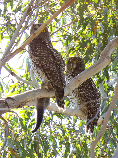 Adult one-eyed Powerful Owls