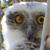 One-eyed Powerful Owl Family