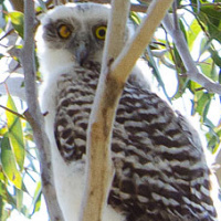 One-eyed Powerful Owl Family