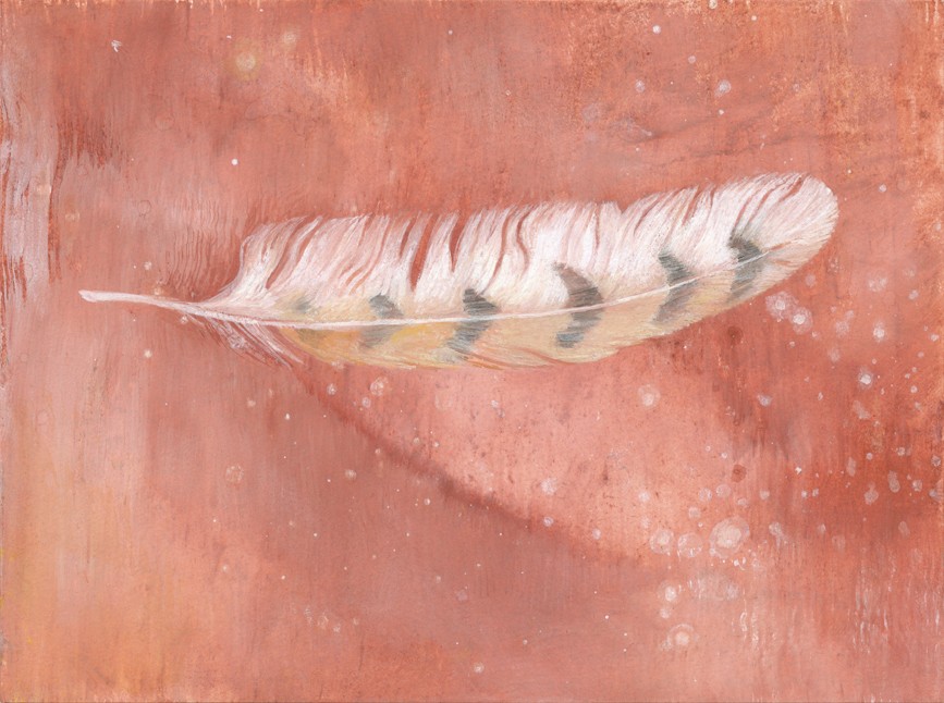 Barn Owl Feather