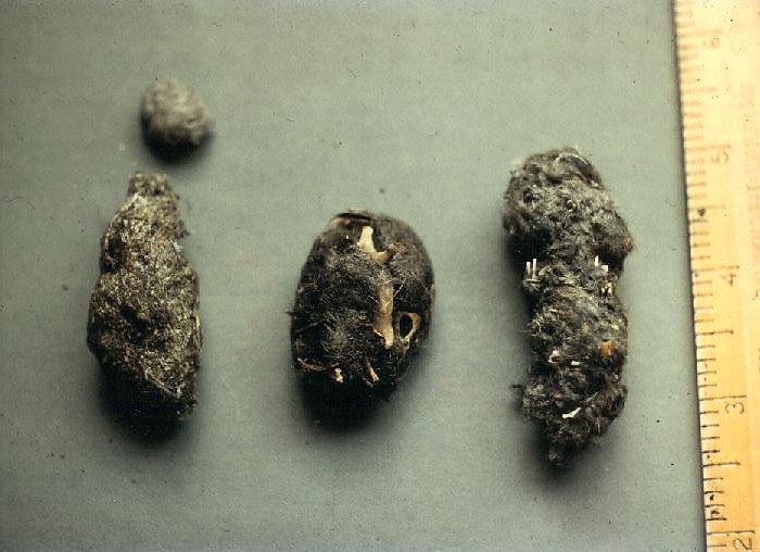 Owl Pellets