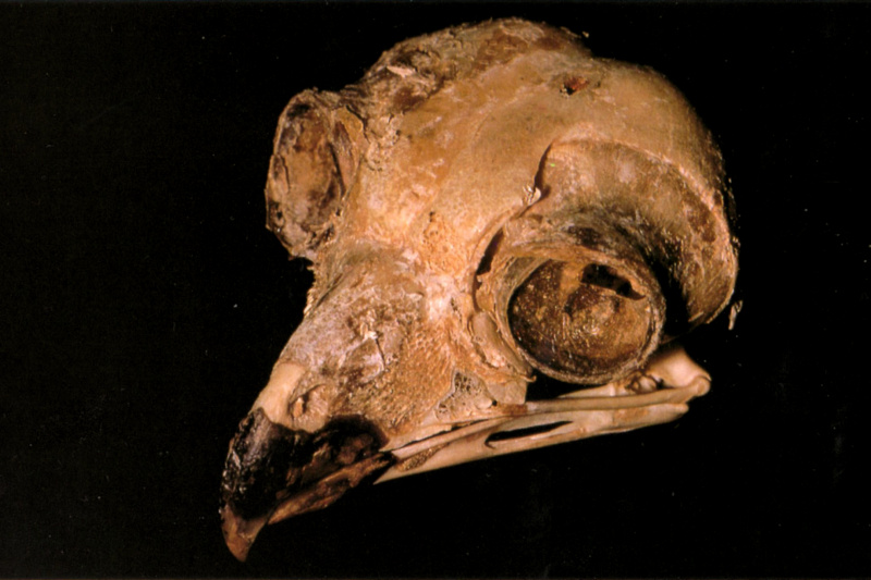 Owl skull shows Sclerotic rings