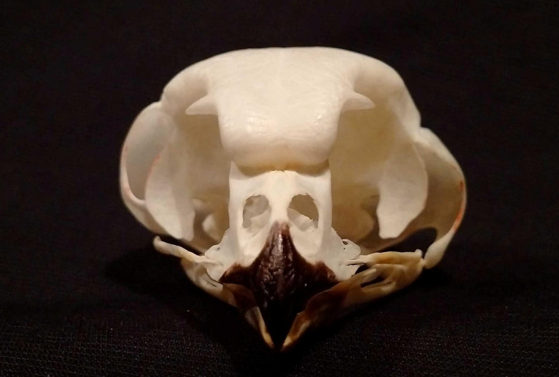 Asymmetrical Boreal Owl skull