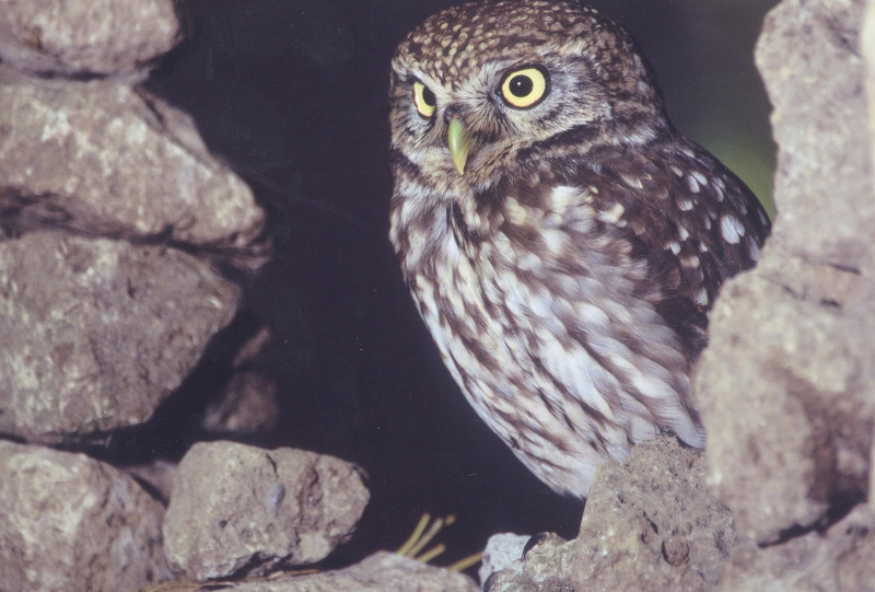 Little Owl