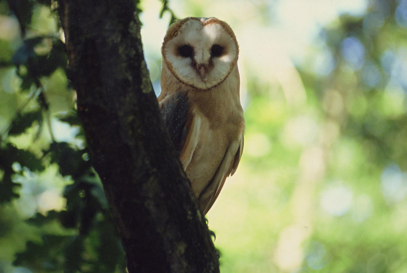 Barn Owl