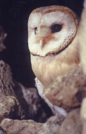 Barn Owl