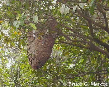 Wasp Nest