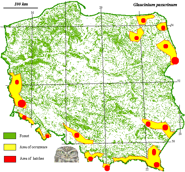 Pygmy Owl map poland