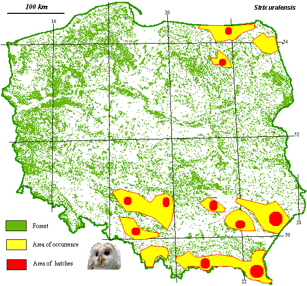 Ural Owl map poland