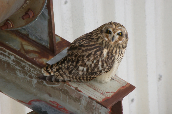 Short-eared Owl