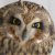 Short-eared Owls on offshore platform